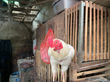 Close-up white rooster with bright red comb standing in rustic cage, sharp eye focus and natural farm mood. Great for farming, livestock, rural culture, poultry, and agriculture themes.