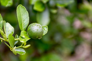 Yeşil limes yağmur sonrası Bahçe ve su damla ağaçta asılı. Ağaç bahçe. Limon meyve ile C vitamini yüksek,