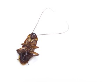 Ölü hamamböceği beyaz arkaplanda izole edildi