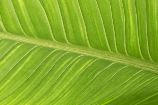 Exotic leaf in detail, green leaf