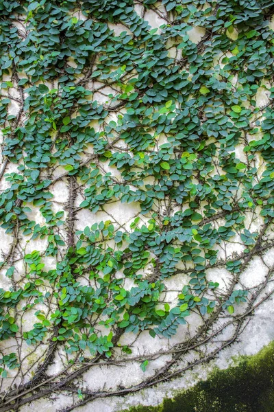 Zielony Liść Bluszczu Rośliny Wzdłuż Ceglanego Muru — Zdjęcie stockowe