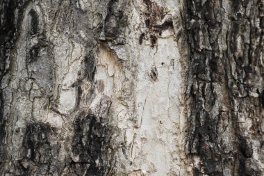 Eski ağaç kabuğu yapısı