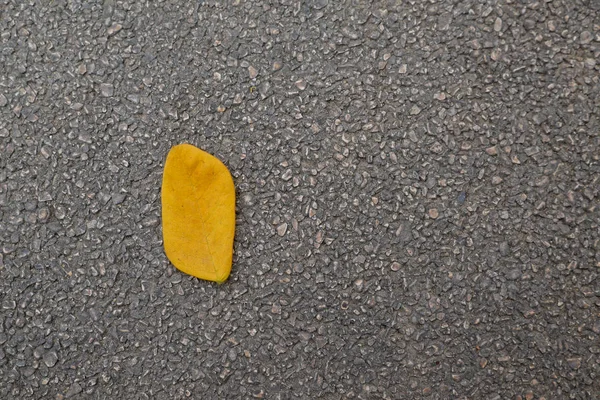 Gelbe Blätter Auf Dem Asphalt — Stockfoto