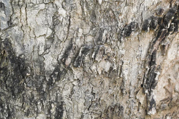 Старовинна Конструкція Кори Дерева — стокове фото