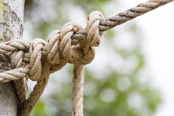 Close Rope Tied Tree Trunk Front Blurred Natural Background Country — Stock Photo, Image