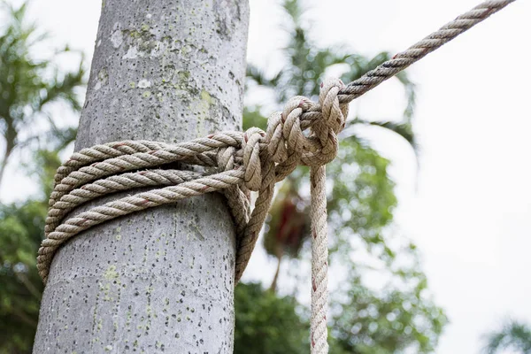 Close Van Touw Gebonden Rond Een Boomstam Voor Wazig Natuurlijke — Stockfoto