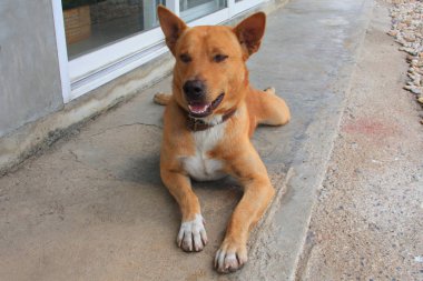 Uyuyan turuncu köpek, sokak.