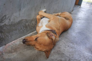 Uyuyan turuncu köpek, sokak.