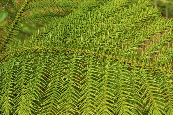 Feuille Verte Avec Pointe Pointue Gros Plan — Photo