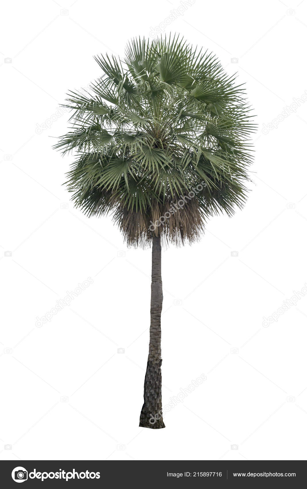 Washington Palm Tree Isolated White Background High Resolution Suitable