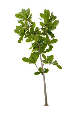 Yüksek çözünürlüklü grafik için uygun beyaz arka plan üzerinde izole güzel yeşil ağaçlar. kırpma yolu ile