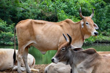 Kırsal inek çiftliği orta Tayland, Güneydoğu Asya.