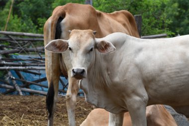 Kırsal inek çiftliği orta Tayland, Güneydoğu Asya.