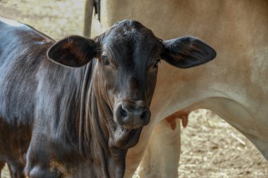 Kırsal inek çiftliği orta Tayland, Güneydoğu Asya.