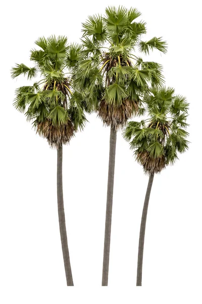 Washington Palm Tree Isoliert Auf Weißem Hintergrund Mit Einer Hohen — Stockfoto