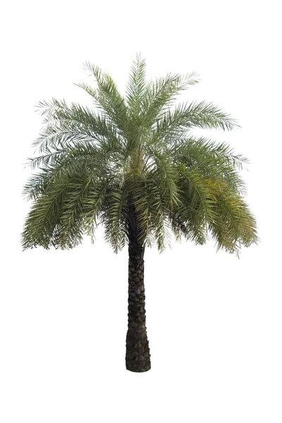 Palmera Washington Aislada Sobre Fondo Blanco Con Una Alta Resolución — Foto de Stock