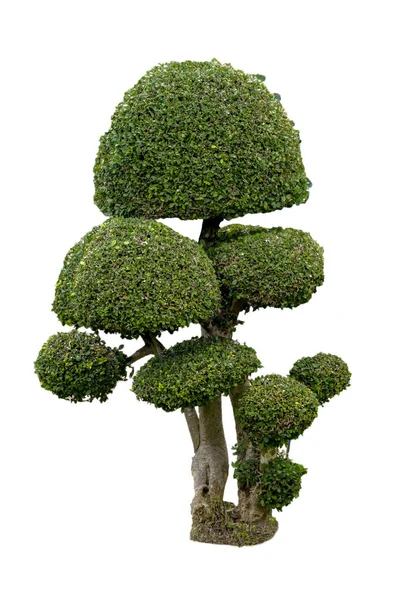 Albero Bonsai Isolato Sfondo Bianco Alta Risoluzione Adatto Alla Grafica — Foto Stock