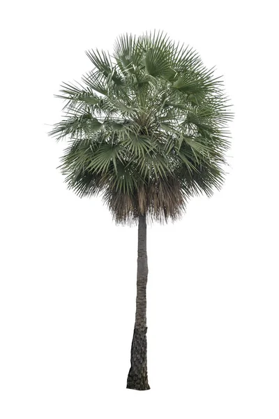 Washington Palm Tree Isoliert Auf Weißem Hintergrund Mit Einer Hohen — Stockfoto