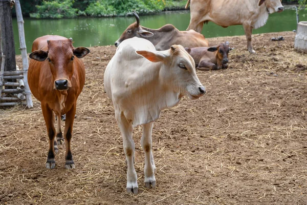 Rural Cow Farm Central Thailand Southeast Asia — Stock Photo, Image