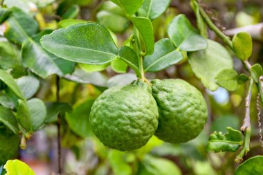 Bahçe bergamot içinde ağaç üzerinde Bergamot