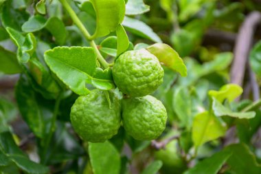 Bahçe bergamot içinde ağaç üzerinde Bergamot