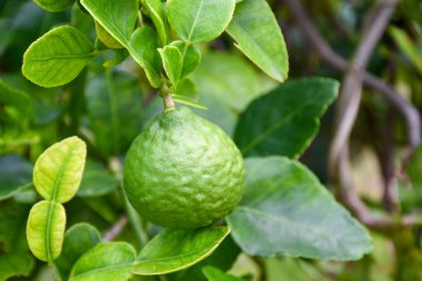 Bahçe bergamot içinde ağaç üzerinde Bergamot