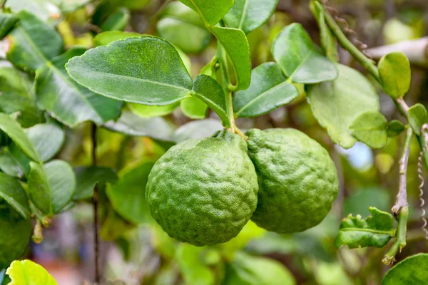 Bahçe bergamot içinde ağaç üzerinde Bergamot