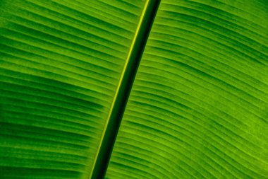 Yeşil muz yaprak arka plan güzel doğal hatları ile kapatın. Duvar kağıdı olarak