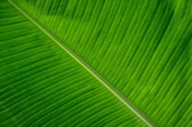 Yeşil muz yaprak arka plan güzel doğal hatları ile kapatın. Duvar kağıdı olarak