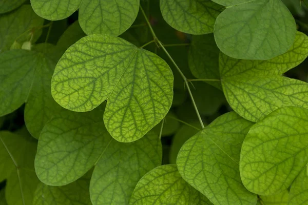 Plantas Trepadoras Fondo Pared Hiedra Verde Grupos — Foto de Stock