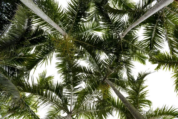 Вид Снизу Пальмы Пляжа — стоковое фото