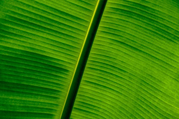 Close Grüne Bananenblatt Hintergrund Mit Schönen Natürlichen Linien Als Tapete — Stockfoto