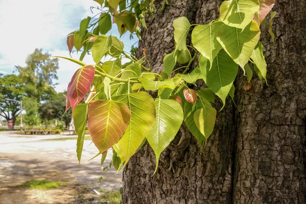 Posvátný Strom Pro Buddhistické Pho Listy Přírodní Pozadí — Stock fotografie