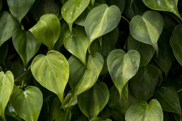 Detailní Záběr Zelené Listy Větev Pro Přírodní Textury Pozadí — Stock fotografie