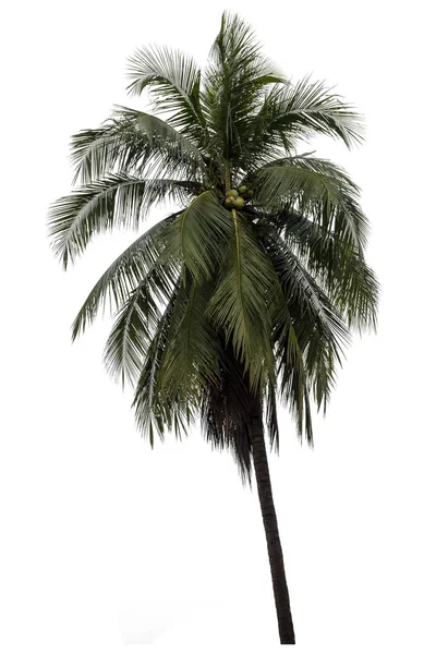 Kokosnöt Träd Isolerade Vit Bakgrund Med Hög Upplösning Som Lämpar — Stockfoto