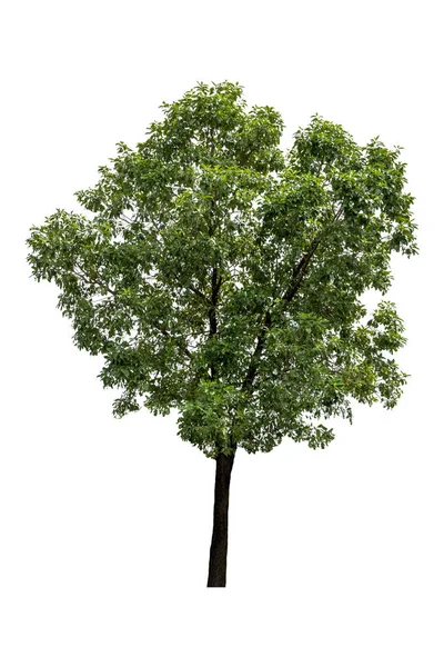 Mooie Groene Bomen Geïsoleerd Een Witte Achtergrond Met Een Hoge — Stockfoto