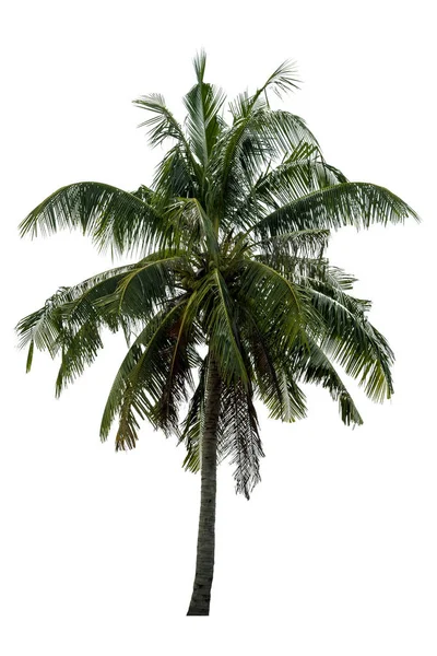 Coconut Tree Isolated White Background High Resolution Suitable Graphic Clipping — Stock Photo, Image