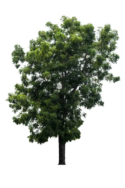 Krásné Zelené Stromy Izolovaných Bílém Pozadí Vysokým Rozlišením Vhodný Pro — Stock fotografie
