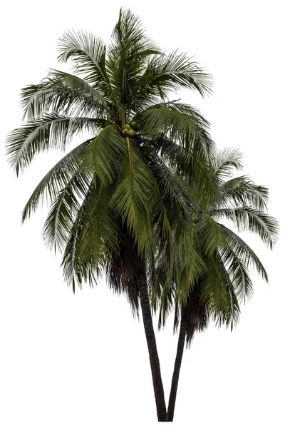 Coconut Tree Isolated White Background High Resolution Suitable Graphic Clipping — Stock Photo, Image