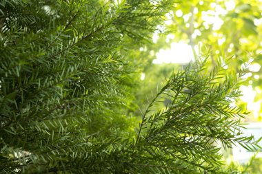 Yaprak yeşil doğa dallar üzerinde. Güzel yeşil yaprakları arka planı yeşil yeşillik zemin için