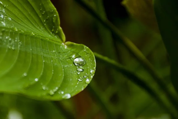 Blick Auf Wassertropfen Auf Grüne Blätter Nach Dem Regen Morgen — Stockfoto