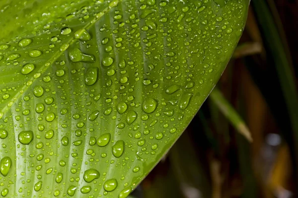 Blick Auf Wassertropfen Auf Grüne Blätter Nach Dem Regen Morgen — Stockfoto