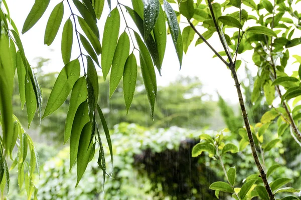 Pohled Vodní Kapky Zelené Listy Dešti Ráno — Stock fotografie