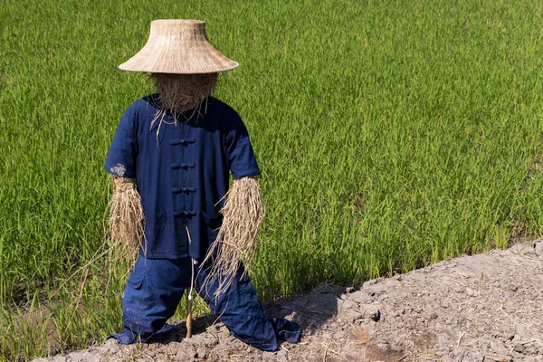 Scarecrow in Thai farmer uniform Standing outdoors in the fields