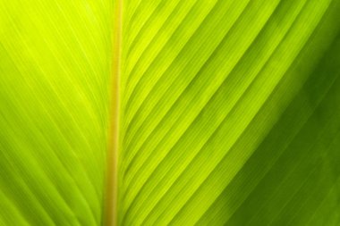 arka plan doğal yeşil bitkiler olarak kullanarak kopya alanı ile bulanık yeşillik yeşil yaprak yeşil yaprak yakın-doğal görünümü.