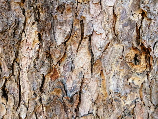 Cerrar Textura Corteza Del Árbol Agrietado Ranuras Para Ser Utilizado —  Fotos de Stock