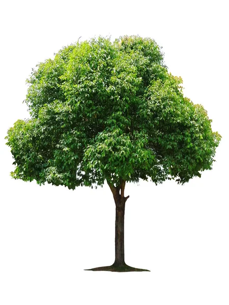 Bellissimo Albero Deciduo Verde Fresco Isolato Sfondo Bianco Puro Grafica — Foto Stock