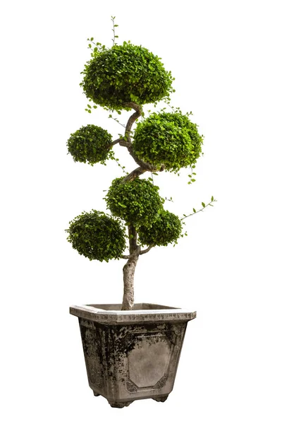 Vackra Banyan Tree Eller Ficus Microcarpa Bonsai Kruka Ren Vit — Stockfoto