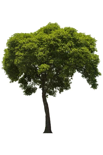 Krásný Svěží Zelený Opadavý Strom Izolovaný Čistě Bílém Pozadí Pro — Stock fotografie