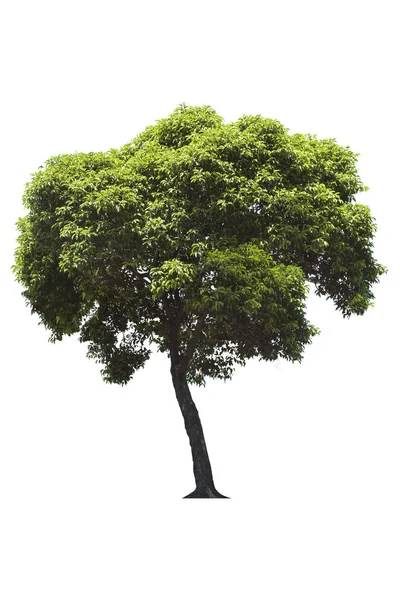 Bellissimo Albero Deciduo Verde Fresco Isolato Sfondo Bianco Puro Grafica — Foto Stock